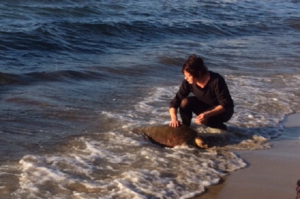 tortue institut Paul Ricard