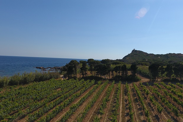 Le vin des embiez bientôt certifié bio