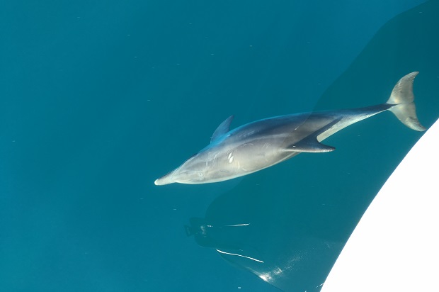 Flipix le dauphin qui s'amuse sur la côte de marseille à porquerolles