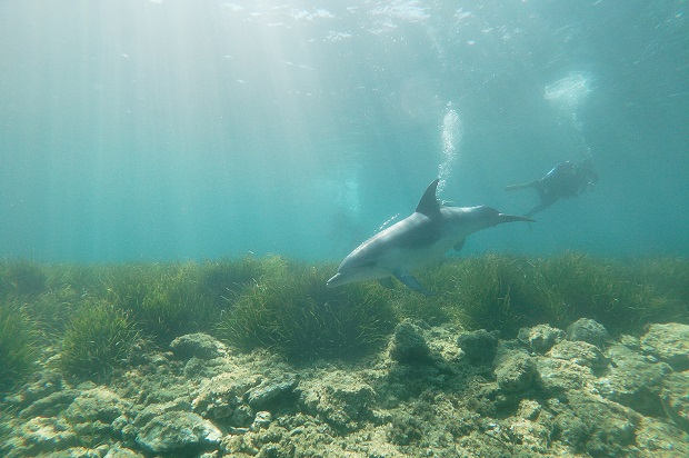 plongée avec le dauphin sur l'ile des Embiez