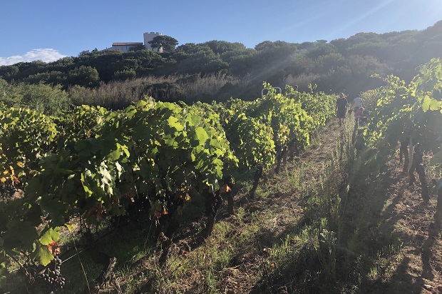 Domaine Embiez vendanges pour vinification