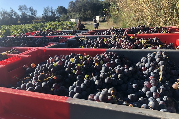 vendanges domaine embiez avant vinification