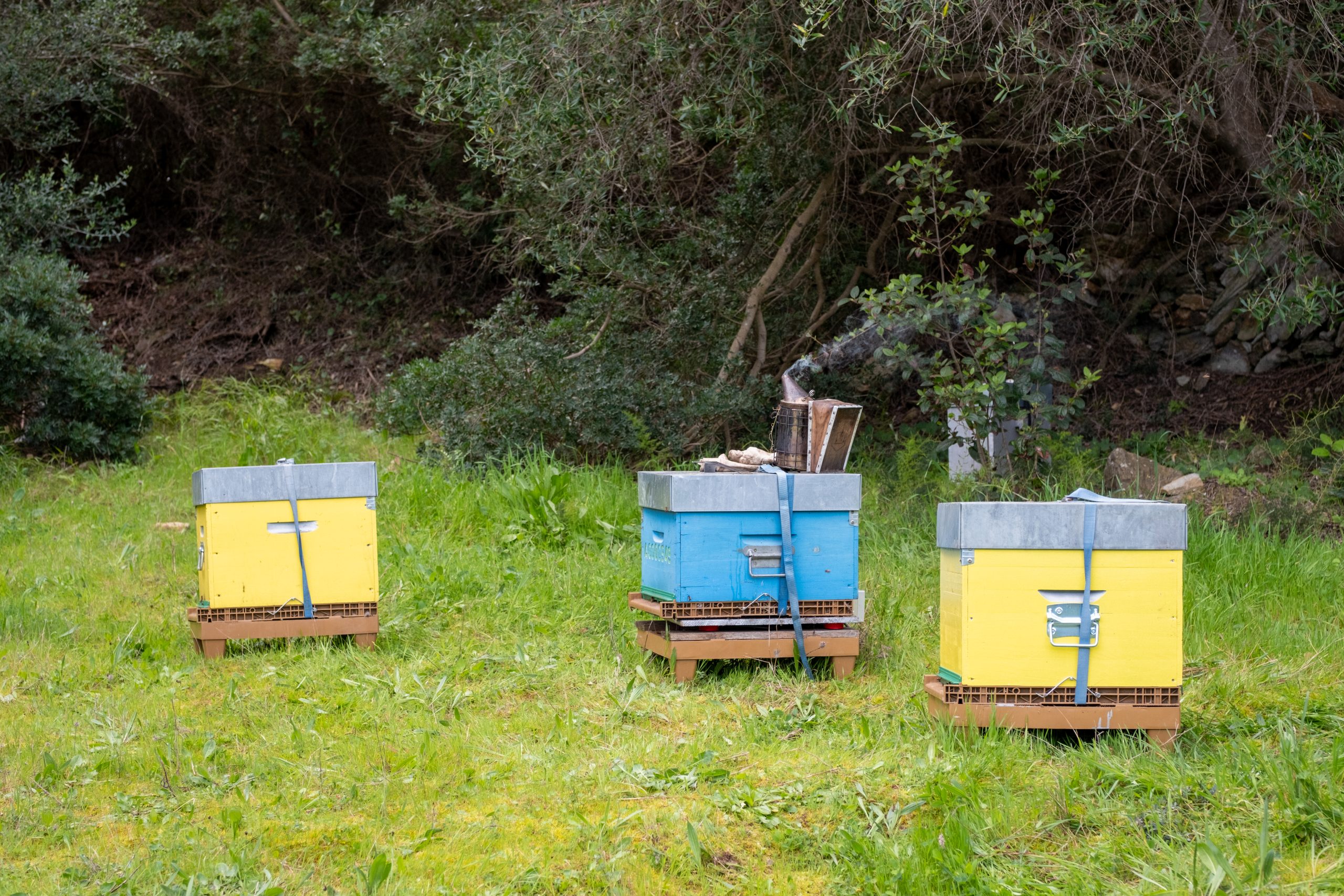 Installation de ruches sur l'île des Embiez