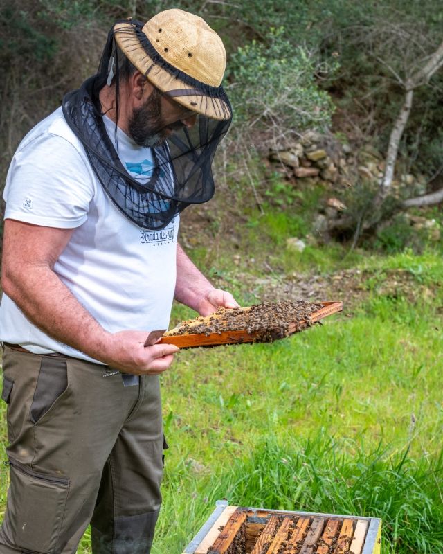 Les ruches de l'île des Embiez sont à l’honneur en cette journée mondiale des abeilles ! 🐝

Depuis le mois de mars, l’apiculteur Bruno Comes a en effet lancé cette aventure apicole pour favoriser la biodiversité et la protection de cette espèce menacée. 🌻

#apiculture #abeille #biodiversité #provence #iledesembiez